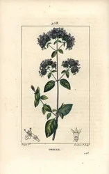 Oregano pospolite, zwane także dzikim majerankiem - Oregano lub dzikim majerankiem, Origanum vulgare, o kwiatach, liściach, szypułkach i nasionach. Ręcznie barwiony miedzioryt kropkowany autorstwa Lamberta Juniora na podstawie rysunku Pierre Jean-Francois 