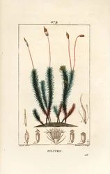 Polytrichum pospolite (pianka) - Mech pospolity włoskowaty, Polytrichum pospolity. Ręcznie barwiony miedzioryt kropkowany autorstwa Lamberta Juniora na podstawie rysunku Pierre Jean-Francois Turpin z Chaumeton, Poiret and Chamberet „La Flore Medicale”, Par