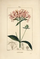 Mydlnica lekarska, Saponaria officinalis, o kwiatach, liściach, łodygach i nasionach. Ręcznie barwiony miedzioryt kropkowany autorstwa Lamberta Juniora na podstawie rysunku Pierre Jean-Francois Turpin z Chaumeton, Poiret and Chamberet „La Flore Medicale”, 