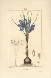 Krokus - Szafran krokus, Crocus sativus, ukazujący kwiat, liść, łodygę, bulwę i znamię. Ręcznie barwiony miedzioryt kropkowany autorstwa Lamberta Juniora na podstawie rysunku Pierre