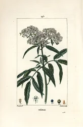 Starszy karłowaty - Starszy karłowaty, Sambucus humilis. Ręcznie barwiony miedzioryt kropkowany autorstwa Lamberta Juniora na podstawie rysunku Pierre Jean-Francois Turpin z Chaumeton, Poiret and Chamberet „La Flore Medicale”, Paryż, Panckoucke