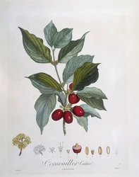Cornel (Cornus mas), Henry Louis Duhamel du Monceau, płyta botaniczna – Pierre Jean Francois Turpin