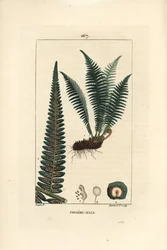 Samiec Fergere - Samiec paproci tarczowej, Dryopteris filix-mas. Ręcznie barwiony miedzioryt kropkowany autorstwa Lamberta Juniora na podstawie rysunku Pierre Jean-Francois Turpin z Chaumeton, Poiret et Chamberet „La Flore Medicale”, Paryż, Panckoucke
