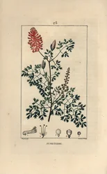 Fumeterre officinale lub Foot de Celine - Fumitory, Fumaria officinalis, ukazujące kwiaty, liście i nasiona. Ręcznie barwiony miedzioryt kropkowany autorstwa Lamberta Juniora z rysunku Pierre Jean-Francois Turpin z Chaumeton, Poiret et Chamberet „” L