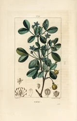 Gaiac lub święte drewno, drewno życia - Guaiacum, Guajacum officinale. Ręcznie barwiony miedzioryt kropkowany autorstwa Lamberta Juniora na podstawie rysunku Pierre Jean-Francois Turpin z Chaumeton, Poiret and Chamberet „La Flore Medicale”, Paryż, Panckouc