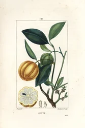 Garcinia gummi gutta lub Malabar Tamarinier, Gambooge, Brindall Bay - drzewo Gum guttae, Cambogia gutta, z owocami, liśćmi, kwiatami i owocami w przekroju. Ręcznie barwiony miedzioryt kropkowany autorstwa Lamberta Juniora na podstawie rysunku Pierre