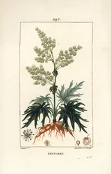 Rabarbar ogrodowy - Rabarbar, Rheum rhabarbarum (Rheum palmatum), o kwiatach, szypułce, liściu, nasionach i korzeniu. Ręcznie barwiony miedzioryt kropkowany autorstwa Lamberta Juniora na podstawie rysunku Pierre