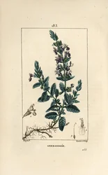 Dąb Germandree petit - Germander, Teucrium chamaedrys. Ręcznie barwiony miedzioryt kropkowany autorstwa Lamberta Juniora na podstawie rysunku Pierre Jean-Francois Turpin z Chaumeton, Poiret and Chamberet „La Flore Medicale”, Paryż, Panckoucke