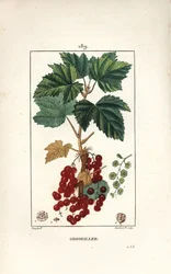 Gooseillier a pęczki - Czerwona Porzeczka, Ribes rubrum, z liściem, szypułką, owocami i kwiatami. Ręcznie barwiony miedzioryt kropkowany autorstwa Lamberta Juniora na podstawie rysunku Pierre