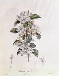 Kwiat głogu (Crataegus azarolus) Henry Louis Duhamel du Monceau, płyta botaniczna, Pierre Jean Francois Turpin