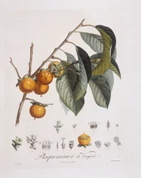 Japońska persymona lub kaki (Diospyros kaki), Henry Louis Duhamel du Monceau, płyta botaniczna autorstwa Pierre Jean Francois Turpin
