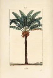 Duża gałąź lub duże cycas - Queen sago, Cycas circinalis, ukazujące liście, nasiona i pień. Zagrożone palmy. Ręcznie barwiony miedzioryt kropkowany autorstwa Lamberta Juniora z rysunku Pierre Jean-Francois Turpin z Chaumeton, Poiret i Chamberet