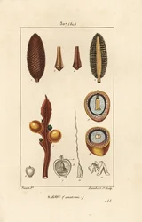 Duże gałęzie lub duże nasiona cycas - Queen sago, Cycas circinalis, ukazujące nasiona i przekrój. Zagrożony. Ręcznie barwiony miedzioryt kropkowany autorstwa Lamberta Juniora na podstawie rysunku Pierre