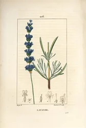 Galaretka lawendowa - Lawenda, Lavendula spica. Ręcznie barwiony miedzioryt kropkowany autorstwa Lamberta Juniora na podstawie rysunku Pierre Jean-Francois Turpin z Chaumeton, Poiret and Chamberet „La Flore Medicale”, Paryż, Panckoucke