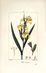 Marsh Iris lub Water Yellow Iris - Żółta irys, Iris palustris lutea, kwiat, liść i strąk nasion. Ręcznie barwiony miedzioryt kropkowany autorstwa Lamberta Juniora z rysunku Pierre