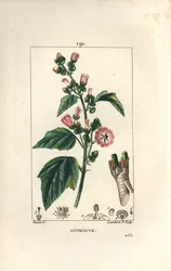 Prawoślaz, Dziki Prawoślaz lub Biały Mallow - Prawoślaz lekarski, Althaea officinalis. Ręcznie barwiony miedzioryt kropkowany autorstwa Lamberta Juniora na podstawie rysunku Pierre
