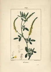 Melilot - koniczyna nostrzyka, Melitotus officinarum. Ręcznie barwiony miedzioryt kropkowany autorstwa Lamberta Juniora na podstawie rysunku Pierre Jean-Francois Turpin z Chaumeton, Poiret and Chamberet „La Flore Medicale”, Paryż, Panckoucke
