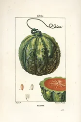 Melon, owoce - Melon, Cucumis melo, z owocami w przekroju. Ręcznie barwiony miedzioryt kropkowany autorstwa Lamberta Juniora na podstawie rysunku Pierre Jean-Francois Turpin z Chaumeton, Poiret and Chamberet „La Flore Medicale”, Paryż, Panckoucke