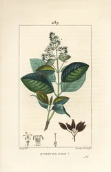 Michurago lub fruta de mono, Ladenbergia macrocarpa (Cinchona ovalifolia), z kwiatami, liśćmi, łodygami i nasionami. Ręcznie barwiony miedzioryt kropkowany autorstwa Lamberta Juniora na podstawie rysunku Pierre