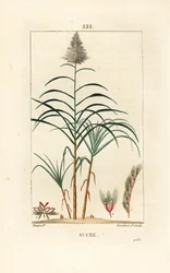 Trzcina szlachetna - Trzcina cukrowa, Saccharum officinarum. Ręcznie barwiony miedzioryt kropkowany autorstwa Lamberta Juniora na podstawie rysunku Pierre Jean-Francois Turpin z Chaumeton, Poiret and Chamberet „La Flore Medicale”, Paryż, Panckoucke
