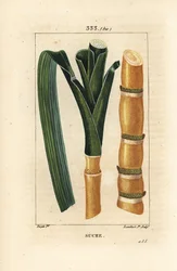 Trzcina szlachetna - Trzcina cukrowa, Saccharum officinarum, łodyga i liść. Ręcznie barwiony miedzioryt kropkowany autorstwa Lamberta Juniora na podstawie rysunku Pierre Jean-Francois Turpin z Chaumeton, Poiret and Chamberet „La Flore Medicale”, Paryż, Pan