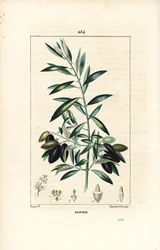 Olivier - Drzewo oliwne, Olea europaea, o liściach, gałęziach, owocach i nasionach. Ręcznie barwiony miedzioryt kropkowany autorstwa Lamberta Juniora na podstawie rysunku Pierre Jean-Francois Turpin z Chaumeton, Poiret and Chamberet „La Flore Medicale”, Pa