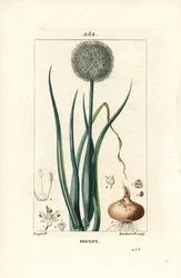Cebula - Cebula, Allium cepa, z kwiatem, liściem, cebulą i korzeniami. Ręcznie barwiony miedzioryt kropkowany autorstwa Lamberta Juniora na podstawie rysunku Pierre Jean-Francois Turpin z Chaumeton, Poiret and Chamberet „La Flore Medicale”, Paryż, Panckouc