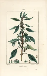 Parietaire officinale (lub Perce wallaille, Casse pierre, Espargoule, Gamberoussette) - Pellitory ścienne, Parietaria officinalis, z łodygą, liśćmi, kwiatami i nasionami. Ręcznie barwiony miedzioryt kropkowany autorstwa Lamberta Juniora na podstawie rysunk