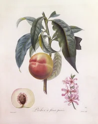 Brzoskwinia (Prunus persica), Henry Louis Duhamel du Monceau, płyta botaniczna – Pierre Jean Francois Turpin