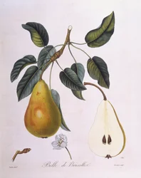 Gruszka "Belle de Bruxelles" Henry Louis Duhamel du Monceau, płyta botaniczna autorstwa Pierre Jean Francois Turpin