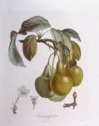 Gruszki, Henry Louis Duhamel du Monceau, talerz botaniczny