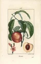 Pecher - Drzewo brzoskwiniowe, Amygdalus persica, o kwiatach, liściach, szypułkach, dojrzałych owocach i owocach w części z nasionami. Ręcznie barwiony miedzioryt kropkowany autorstwa Lamberta Juniora z rysunku Pierre