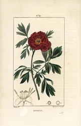 Peony officinale - piwonia europejska, Paeonia officinalis, z kwiatem, liściem i zarysem części kwiatowych. Ręcznie barwiony miedzioryt punktowany autorstwa Lamberta Juniora na podstawie rysunku Pierre
