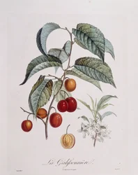 Śliwka "La Galifsonniere" Henry Louis Duhamel du Monceau, płyta botaniczna autorstwa Pierre Jean Francois Turpin