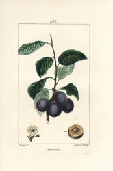 Śliwka - Śliwa, Prunus domestica, z owocami, liśćmi, kwiatami, gałęziami i dojrzałymi owocami w przekroju. Ręcznie kolorowany miedzioryt kropkowany autorstwa Lamberta Juniora na podstawie rysunku Pierre