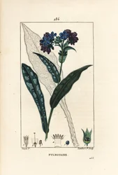 Officinale płucne - Miodownik, Pulmonaria officinalis, z kwiatem, liściem, łodygą i liściem w zarysie. Ręcznie barwiony miedzioryt kropkowany autorstwa Lamberta Juniora na podstawie rysunku Pierre