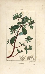 Portulaka, Porcelane, Porculaca oleracea, o liściach, szypułkach i kwiatach. Ręcznie barwiony miedzioryt kropkowany autorstwa Lamberta Juniora na podstawie rysunku Pierre Jean-Francois Turpin z Chaumeton, Poiret and Chamberet „La Flore Medicale”, Paryż, Pa