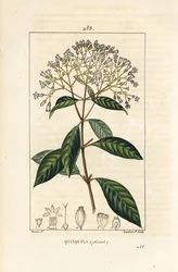 Quinquina - Chinina lub kora peruwiańska, Cinchona officinalis, z kwiatem, gałązką, liściem i nasionami. Ręcznie barwiony miedzioryt kropkowany autorstwa Lamberta Juniora na podstawie rysunku Pierre