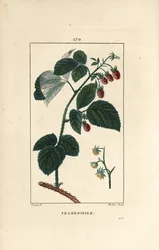 Malina - Malina, Rubus idaeus, ukazująca kwiaty, liście, ciernie i dojrzałe owoce. Ręcznie kolorowany miedzioryt kropkowany autorstwa Lamberta Juniora na podstawie rysunku Pierre