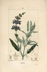 Szałwia lekarska - Szałwia lekarska, Salvia officinalis, o kwiatach, liściach, szypułce i nasionach. Ręcznie barwiony miedzioryt kropkowany autorstwa Lamberta Juniora na podstawie rysunku Pierre