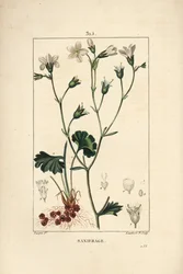 Saxifrage granule lub Saxifrage a bulbbles - Skalnica łąkowa, Saxifraga granula, z kwiatem, liściem, łodygą i korzeniem. Ręcznie barwiony miedzioryt kropkowany autorstwa Lamberta Juniora na podstawie rysunku Pierre Jean-Francois Turpin z Chaumeton, Poiret 