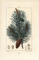 Sosna zwyczajna - Dzika sosna lub sosna zwyczajna, Pinus sylvestris, z gałęzią, igłą i szyszką. Ręcznie barwiony miedzioryt punktowany autorstwa Lamberta Juniora na podstawie rysunku Pierre Jean-Francois Turpin z Chaumeton, Poiret i Chamberet „La Flore M