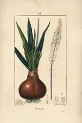 Cebula morska, Drimia maritima, z cebulką, liściem, łodygą i kwiatem. Ręcznie barwiony miedzioryt kropkowany autorstwa Lamberta Juniora na podstawie rysunku Pierre Jean-Francois Turpin z Chaumeton, Poiret and Chamberet „La Flore Medicale”, Paryż, Panckouck