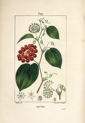 Odmiana Smilax - Chiński smilax, Smilax china, z kwiatami, wąsami, liśćmi i owocami. Ręcznie barwiony miedzioryt kropkowany autorstwa Lamberta Juniora na podstawie rysunku Pierre
