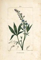 Staphisagria - kędzierzawka lub stavesacre, Delphinium staphisagria, z kwiatem, liściem, łodygą i nasionami. Ręcznie barwiony miedzioryt punktowany autorstwa Lamberta Juniora na podstawie rysunku Pierre