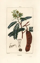 Tamaryndowiec - Tamaryndowiec, Tamarindus indica, szypułkowy kwiat, liść i strąk nasienny. Ręcznie barwiony miedzioryt kropkowany autorstwa Lamberta Juniora na podstawie rysunku Pierre