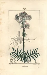 Valeriane ze wzgórz lub Valeriane z małymi liśćmi - Valeriana, Valeriana officinalis, z kwiatem, liściem, łodygą i korzeniem. Ręcznie barwiony miedzioryt kropkowany autorstwa Lamberta Juniora na podstawie rysunku Pierre Jean-Francois Turpin z Chaumeton, Po
