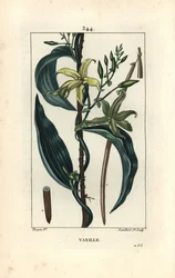 Wanilia - orchidea waniliowa, wanilia Epidendron, z kwiatem, liściem, strąkiem nasiennym. Ręcznie barwiony miedzioryt kropkowany autorstwa Lamberta Juniora na podstawie rysunku Pierre Jean-Francois Turpin z Chaumeton, Poiret and Chamberet „La Flore Medical