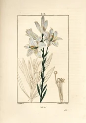Biała lilia lub lilia madonna - Biała lilia, Lilium candidum. Ręcznie barwiony miedzioryt kropkowany autorstwa Lamberta Juniora na podstawie rysunku Pierre Jean-Francois Turpin z Chaumeton, Poiret and Chamberet „La Flore Medicale”, Paryż, Panckoucke