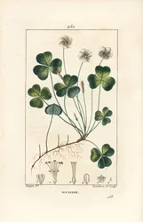 Szczaw zajęczy, Oxalide (oxalis) des bois - Szczaw zajęczy, Oxalis acetosella, z kwiatem, liściem, łodygą, nasionem i korzeniem. Ręcznie barwiony miedzioryt punktowany autorstwa Lamberta Juniora z rysunku Pierre Jean-Francois Turpin z Chaumeton, Poiret i C